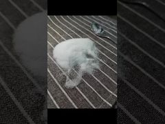 ดูว่าทำไมต้องเลือกผง MSM ขนาด 40-80 เมช ทดสอบโดยใช้ GC Methodology พร้อมโลหะหนักรวม 3